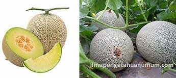 Bahasa Inggrisnya Melon Melon Melon